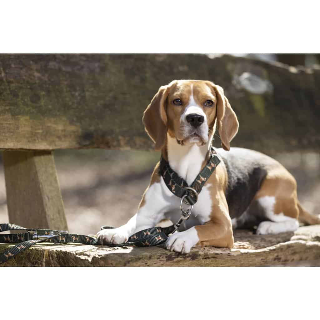 Dog collar with leash Beagle1