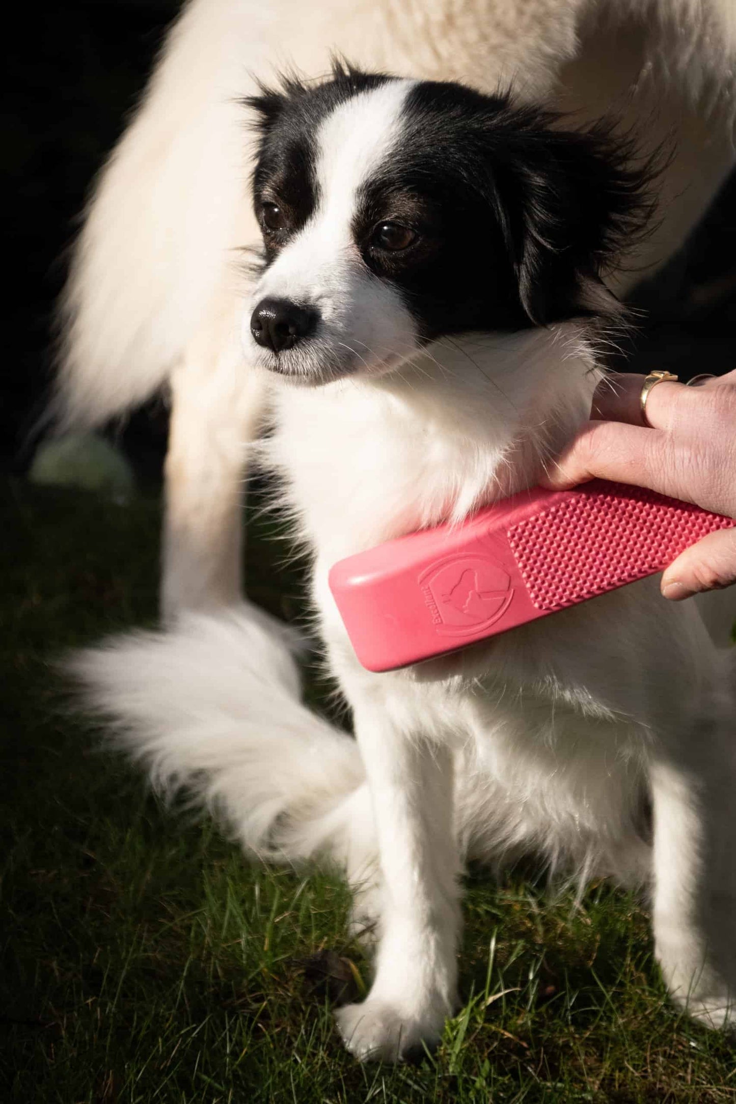 Grooming Brush Multifunctional Dog Brush