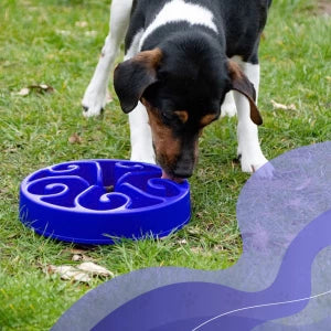 Anti-shock food bowl Eat Slow Live Longer Original Blue