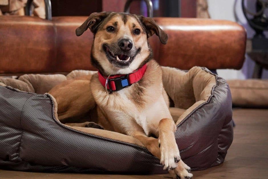 Koop de ArmoredTech hondenhalsband Mocca bij Livin Dog Shop. Design halsband met neopreen comfort, reflecterend materiaal en Safety Click System. Verkrijgbaar in meerdere maten.