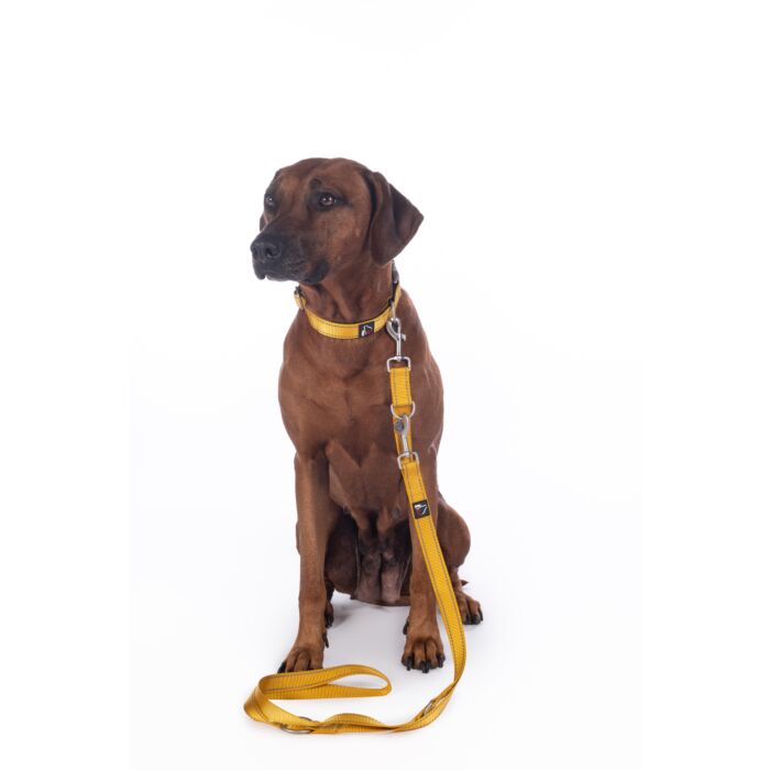 Dogs Trainingsriem Anam Cara – duurzame nylon hondenriem in goudgeel, verstelbaar in 3 lengtes. Ideaal voor wandelen en training, met reflecterende details voor extra veiligheid.