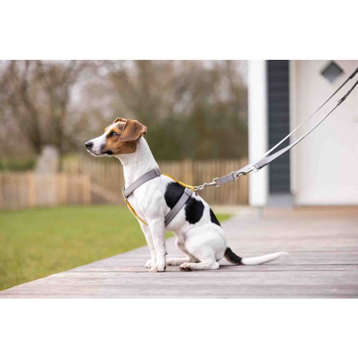 Dogs Trainingsriem Anam Cara – duurzame nylon hondenriem in olijf, verstelbaar in 3 lengtes. Ideaal voor wandelen en training, met reflecterende details voor extra veiligheid.