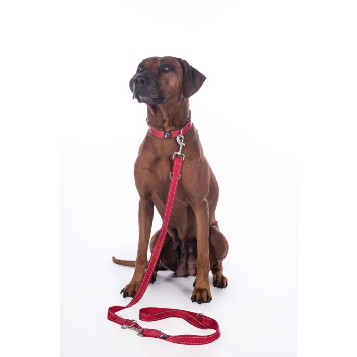 Dogs Trainingsriem Anam Cara nylon hondenriem in rood, verstelbaar in 3 lengtes en 200 cm lang. Stevig, reflecterend en ideaal voor training en wandelen.