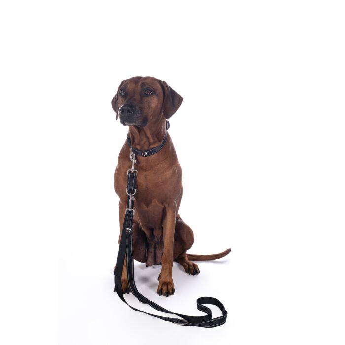 Dogs trainingsriem Anam Cara zwart is een verstelbare nylon hondenriem van 200 cm met reflecterende details. Ideaal voor hondentraining en dagelijkse wandelingen, sterk, comfortabel en veilig. Livin Dog Shop