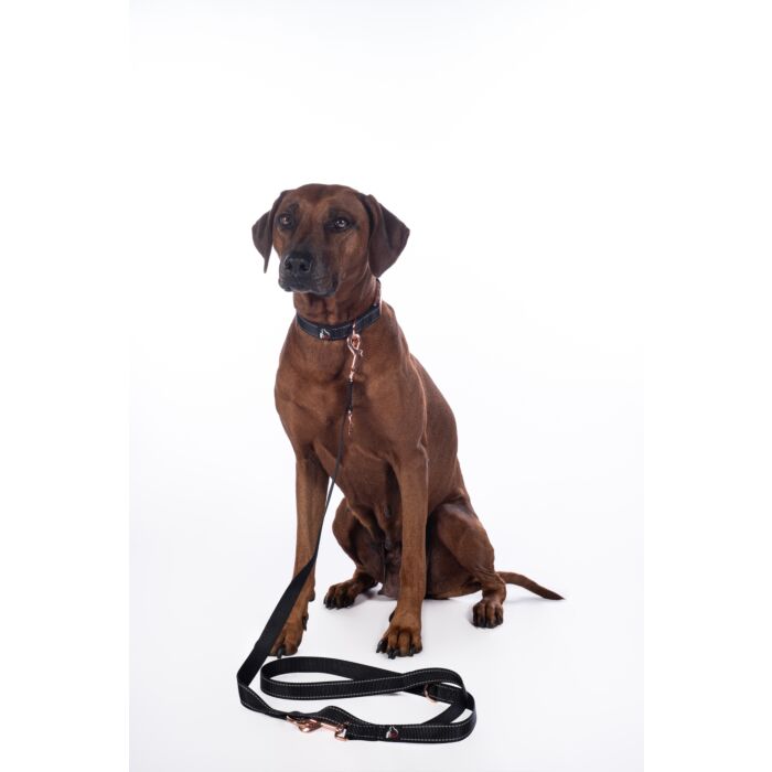 Dogs trainingsriem Anam Cara zwart rosegold is een verstelbare nylon hondenriem van 200 cm met reflecterende details en luxe rosegold afwerking. Ideaal voor hondentraining en dagelijkse wandelingen.