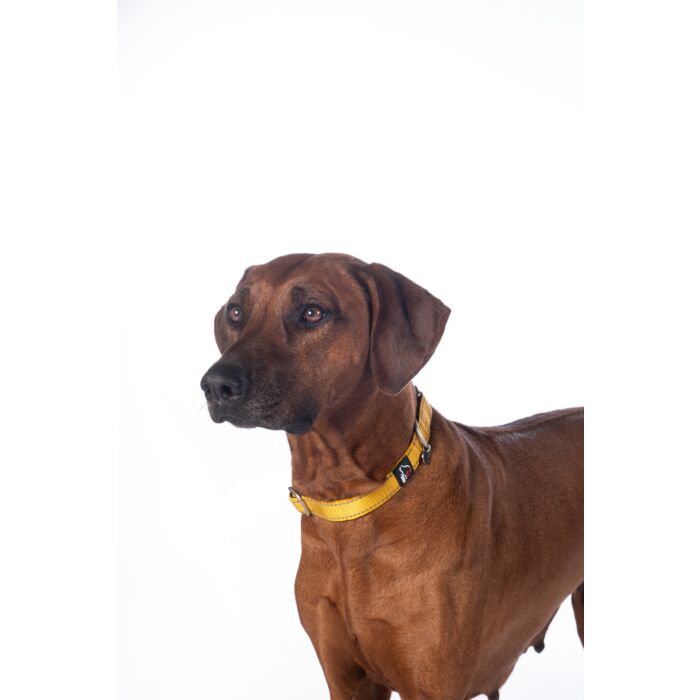 Stijlvolle hondenhalsband Anam Cara van sterk nylon in goudgeel. Traploos verstelbaar, reflecterend en comfortabel met softopreen. Verkrijgbaar voor kleine en grote honden. Bestel bij Livin Dog Shop.
