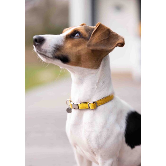 Stijlvolle hondenhalsband Anam Cara van sterk nylon in goudgeel. Traploos verstelbaar, reflecterend en comfortabel met softopreen. Verkrijgbaar voor kleine en grote honden. Bestel bij Livin Dog Shop.