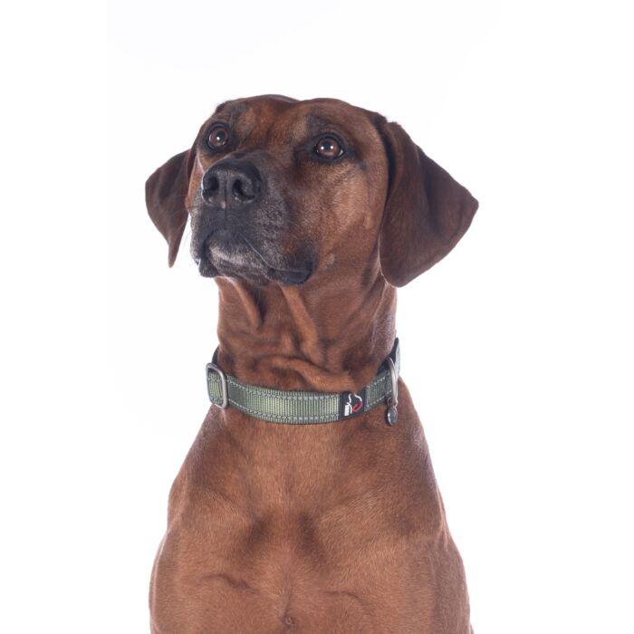 Stijlvolle hondenhalsband Anam Cara van sterk nylon in olijf. Traploos verstelbaar, reflecterend en comfortabel met softopreen. Verkrijgbaar voor kleine en grote honden. Bestel bij Livin Dog Shop.