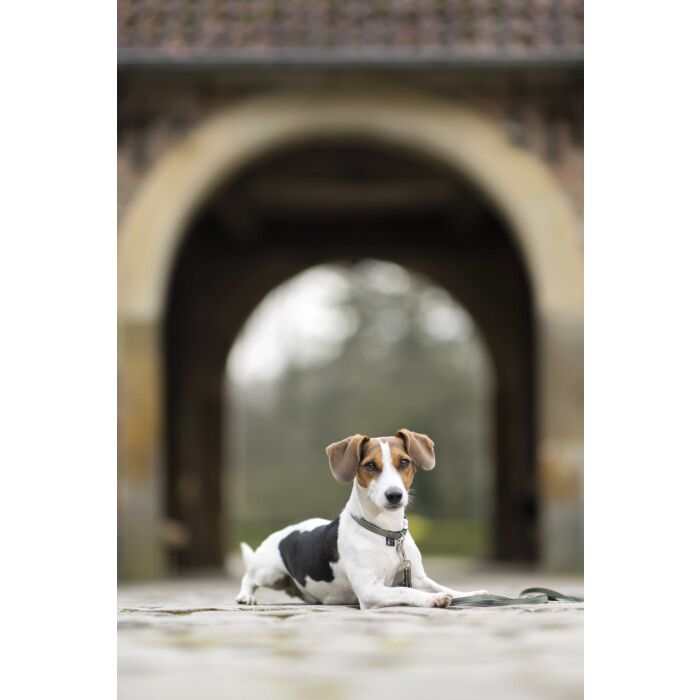 Stijlvolle hondenhalsband Anam Cara van sterk nylon in olijf. Traploos verstelbaar, reflecterend en comfortabel met softopreen. Verkrijgbaar voor kleine en grote honden. Bestel bij Livin Dog Shop.