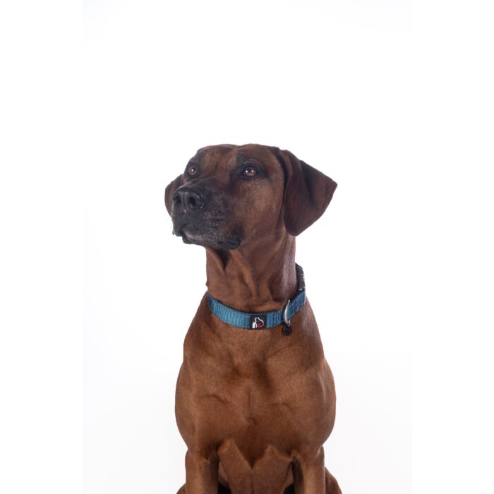 Stijlvolle hondenhalsband Anam Cara van sterk nylon in petrol. Traploos verstelbaar, reflecterend en comfortabel met softopreen. Verkrijgbaar voor kleine en grote honden. Bestel bij Livin Dog Shop.