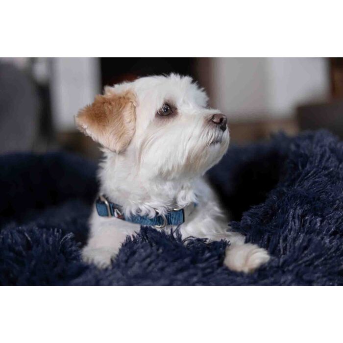 Stijlvolle hondenhalsband Anam Cara van sterk nylon in petrol. Traploos verstelbaar, reflecterend en comfortabel met softopreen. Verkrijgbaar voor kleine en grote honden. Bestel bij Livin Dog Shop.