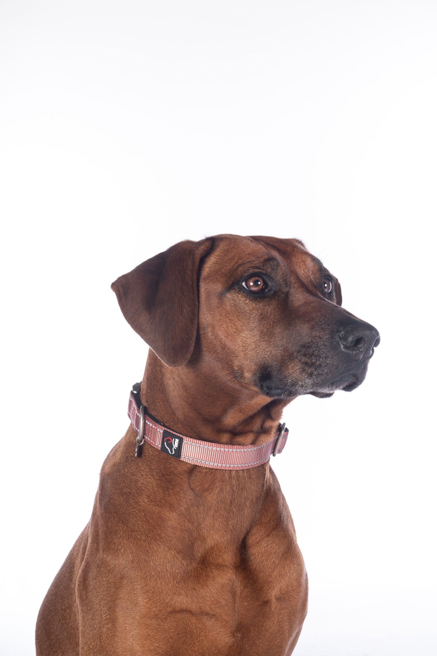 Stijlvolle hondenhalsband Anam Cara van sterk nylon in terracotta. Traploos verstelbaar, reflecterend en comfortabel met softopreen. Verkrijgbaar voor kleine en grote honden. Bestel bij Livin Dog Shop.