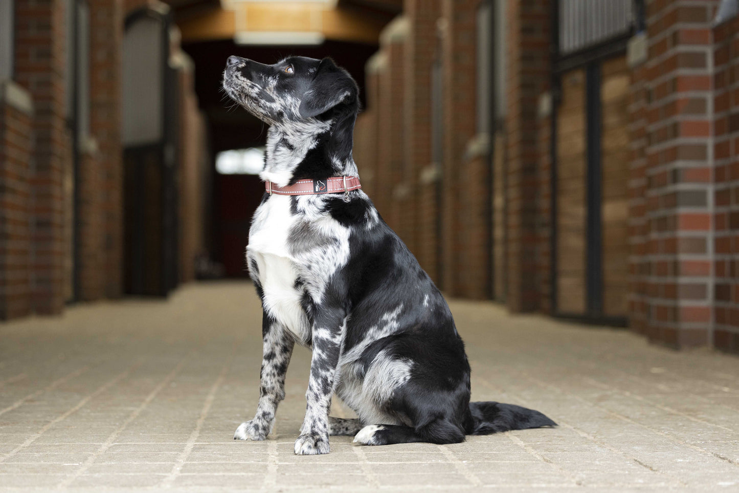 Stijlvolle hondenhalsband Anam Cara van sterk nylon in terracotta. Traploos verstelbaar, reflecterend en comfortabel met softopreen. Verkrijgbaar voor kleine en grote honden. Bestel bij Livin Dog Shop.