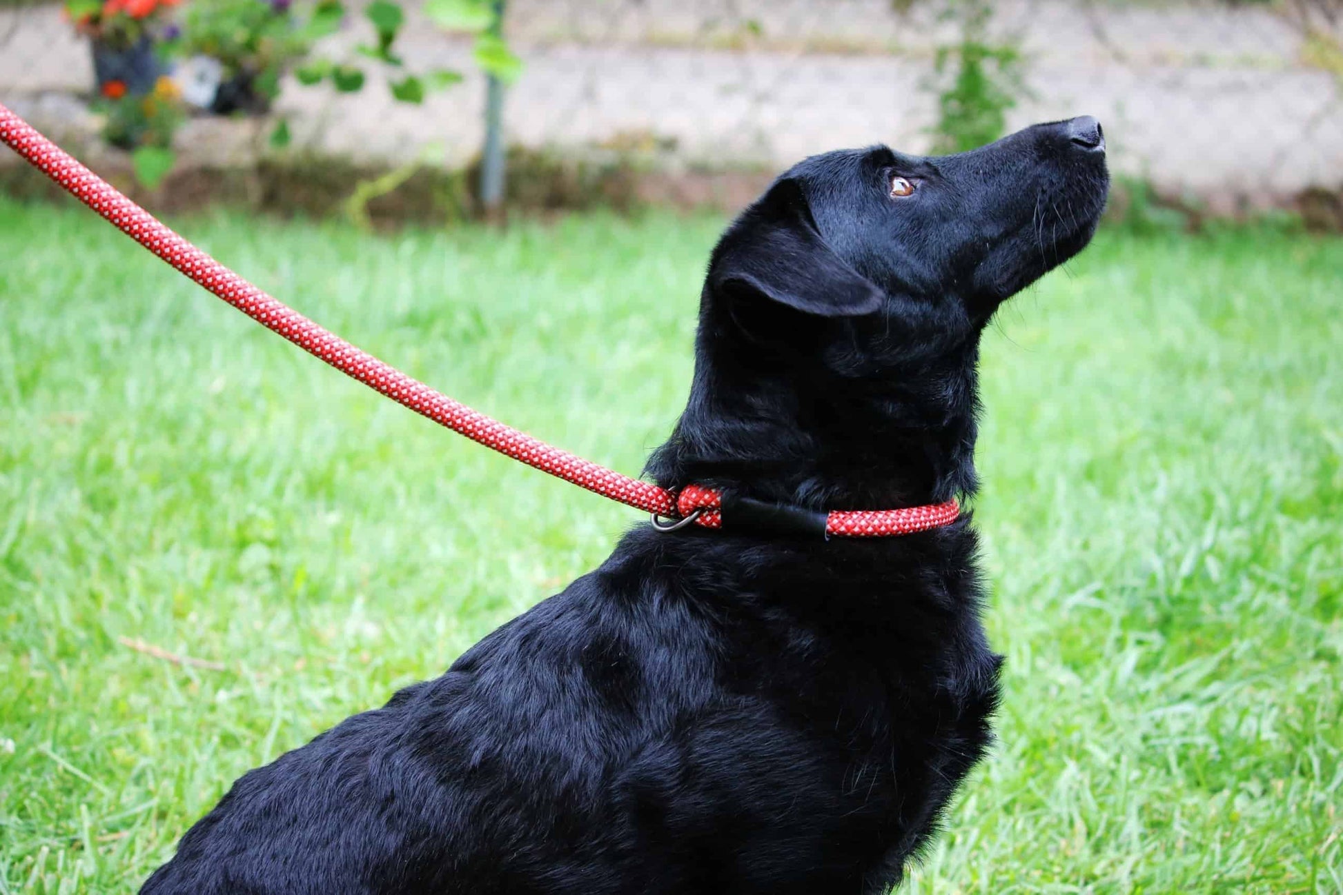 Kong Hondenriem Rood
