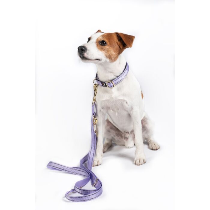 Dogs Trainingsriem Qooper – stevige nylon hondenriem voor wandelen en training. Comfortabel, duurzaam en veilig in gebruik. Verkrijgbaar in verschillende lengtes en breedtes. Verkrijgbaar bij specialist Livin Dog Shop