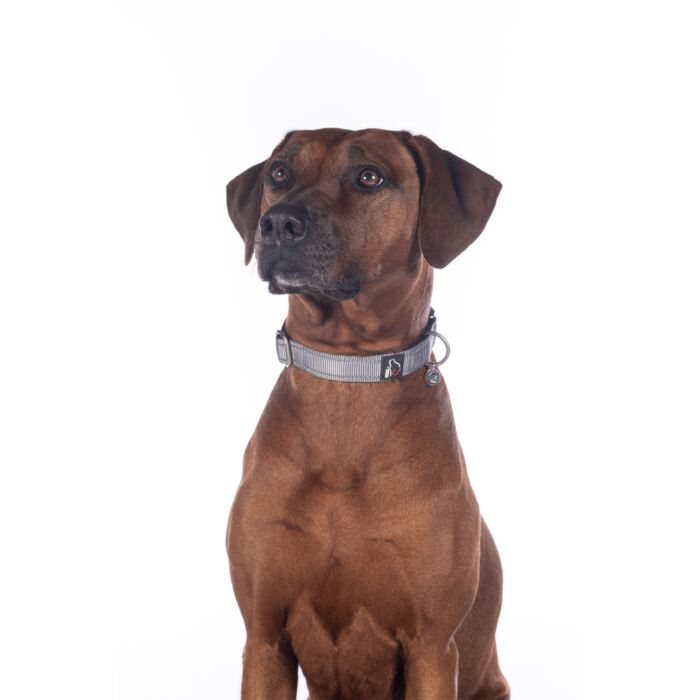 Comfortabele en sterke hondenhalsband Anam Cara van nylon in steengrijs. Traploos verstelbaar, reflecterend en bekleed met softopreen. Voor kleine en grote honden. Bestel bij Livin Dog Shop.