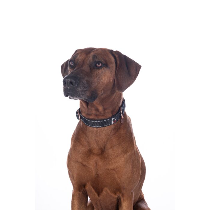 Stijlvolle hondenhalsband Anam Cara van sterk nylon in zwart met rosegoud. Traploos verstelbaar, reflecterend en comfortabel met softopreen. Verkrijgbaar voor kleine en grote honden. Bestel bij Livin Dog Shop.